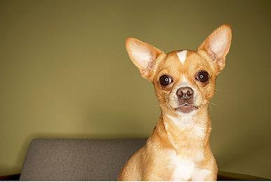 《重返未来：1999》异步对战自走棋PV 小怪物翻斗棋